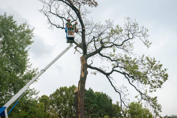 Best Stump Grinding Near Me  in Tampa, FL